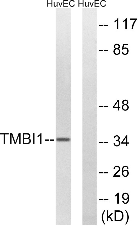 a10501 1 tmbim1 primary antibodies wb testing 3