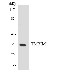 a10501 1 tmbim1 primary antibodies wb testing 4