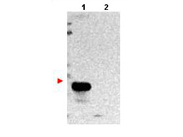 a10501 tmbim1 primary antibodies wb testing 4
