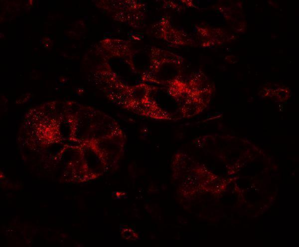 a10502 bhlha15 primary antibodies if testing 3