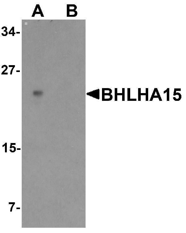 a10502 bhlha15 primary antibodies wb testing 1