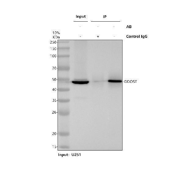 a10511 1 ddost primary antibodies ip testing 1