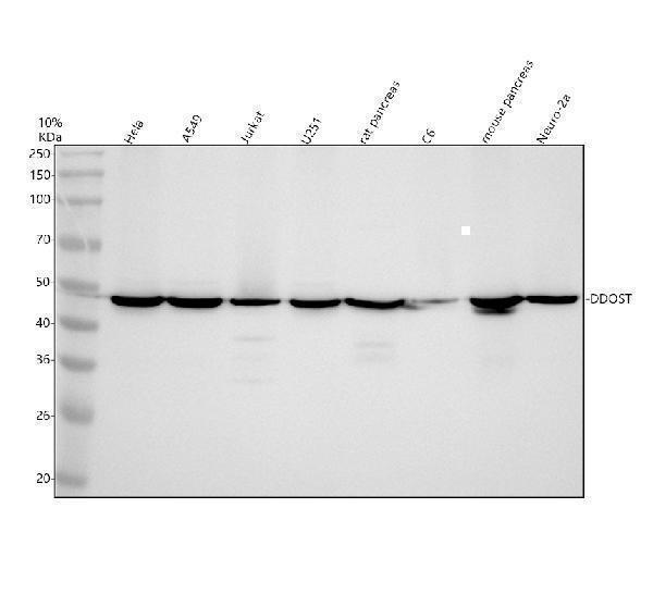 Western blot analysis of DDOST using anti-DDOST antibody (A10511-1)
