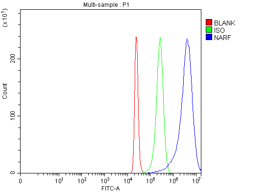 Figure 2. Flow Cytometry analysis of 293T cells using anti-NARF antibody (A10513-2). Overlay histogram showing 293T cells stained with A10513-2 (Blue line). To facilitate intracellular staining, cells were fixed with 4% paraformaldehyde and permeabilized with permeabilization buffer. The cells were blocked with 10% normal goat serum. And then incubated with rabbit anti-NARF Antibody (A10513-2, 1 microg/1x106 cells) for 30 min at 20°C. DyLight®488 conjugated goat anti-rabbit IgG (BA1127, 5-10 microg/1x106 cells) was used as secondary antibody for 30 minutes at 20°C. Isotype control antibody (Green line) was rabbit IgG (1 microg/1x106) used under the same conditions. Unlabelled sample (Red line) was also used as a control.