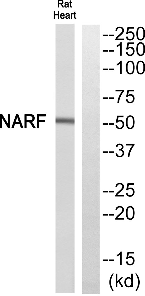 Western blot analysis of NARF Antibody