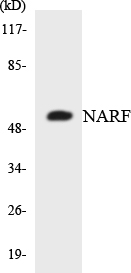Western blot analysis of the lysates from 293 cells using NARF antibody