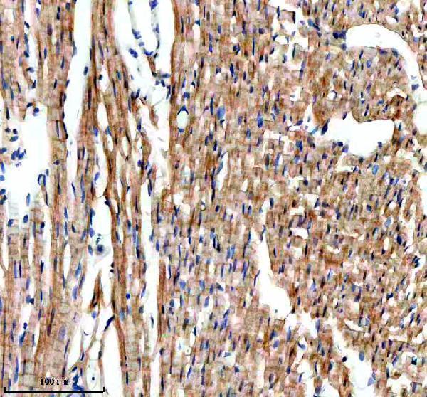 a10517 1 ndufa10 primary antibodies ihc testing 3