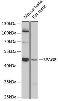 Western blot analysis of extracts of various cell lines, using SPAG8 antibody  at 1:3000 dilution