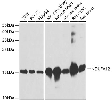Western blot analysis of extracts of various cell lines, using NDUFA12 antibody  at 1:3000 dilution