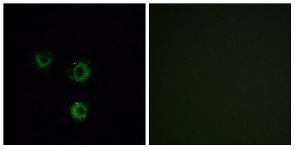 Immunofluorescence analysis of MCF7 cells, using TAS2R14 Antibody