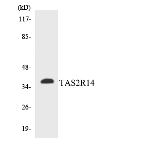 Western blot analysis of the lysates from COLO205 cells using TAS2R14 antibody