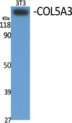 Western Blot analysis of various cells using COL5A3 Polyclonal Antibody