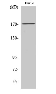 Western Blot analysis of K562 cells using COL5A3 Polyclonal Antibody