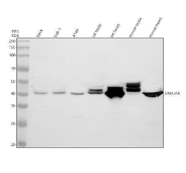 a10527 1 dnaja4 primary antibodies wb testing 1