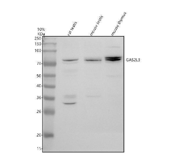 a10529 1 gas2l3 primary antibodies wb testing 1