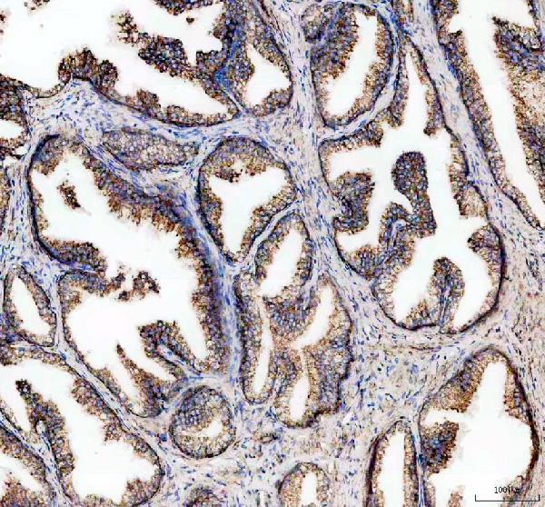 IHC analysis of FAM162A using anti-FAM162A antibody (A10534-1)