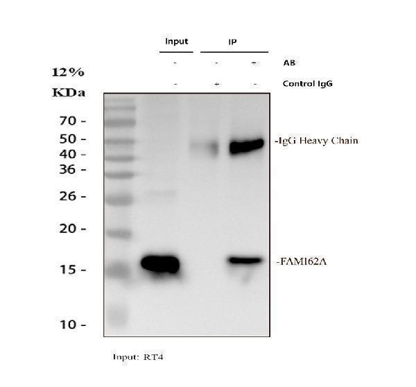 a10534 1 fam162a primary antibodies ip testing 1