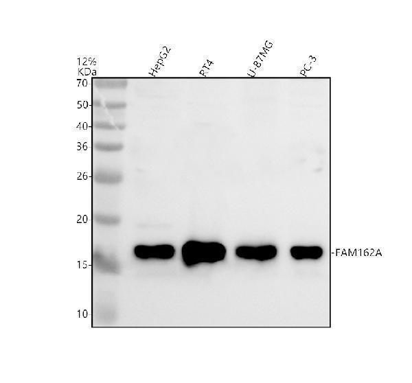Western blot analysis of FAM162A using anti-FAM162A antibody (A10534-1)