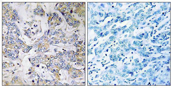 a10535 rpl37 primary antibodies ihc testing 1