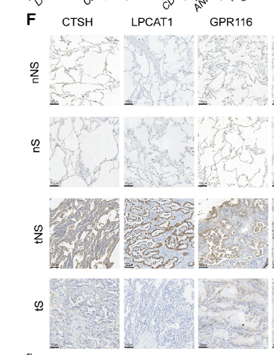 a10539 adgrf5 primary antibodies ihc testing 4