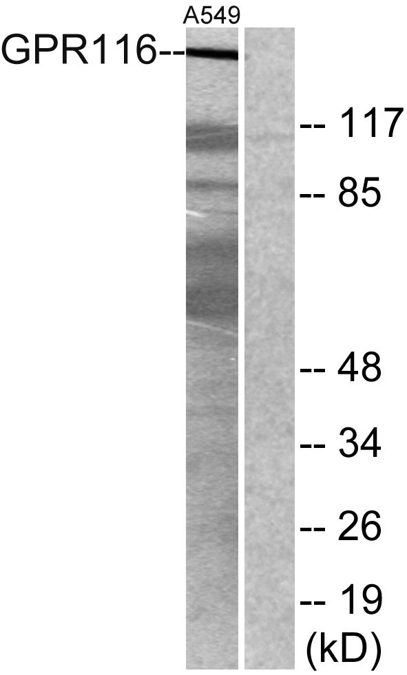 a10539 adgrf5 primary antibodies wb testing 3