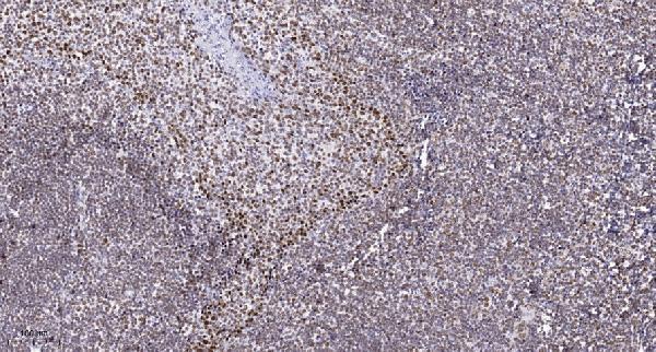 Immunohistochemical analysis of paraffin-embedded human tonsil
