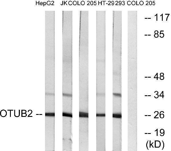 Western blot analysis of lysates from COLO, HepG2, Jurkat, 293, and HT-29 cells, using OTUB2 Antibody