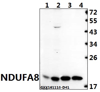 Western blot (WB) analysis of NDUFA8 (P141) polyclonal antibody at 1:500 dilution
Lane1:C6 whole cell lysate(40ug)
Lane2:AML-12 whole cell lysate(40ug)
Lane3:HEK293T whole cell lysate(40ug)
Lane4:L02 whole cell lysate(40ug)
