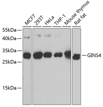 a10548 gins4 primary antiboties wb testing 1