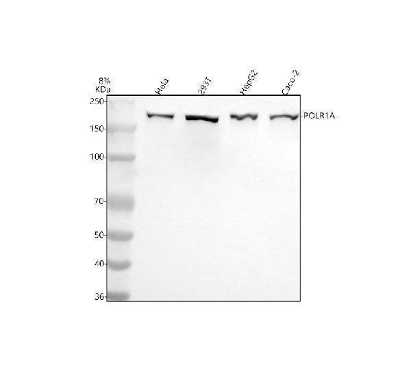  Western blot analysis of POLR1A using anti-POLR1A antibody (A10549-1)
