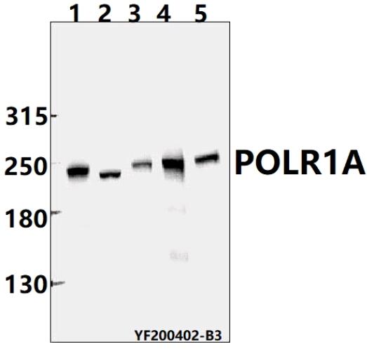 a10549 polr1a primary antiboties wb testing 1