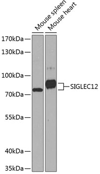 a10550 siglec12 primary antiboties wb testing 1