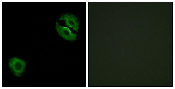 Immunofluorescence analysis of A549 cells, using Collagen XIX alpha1 Antibody