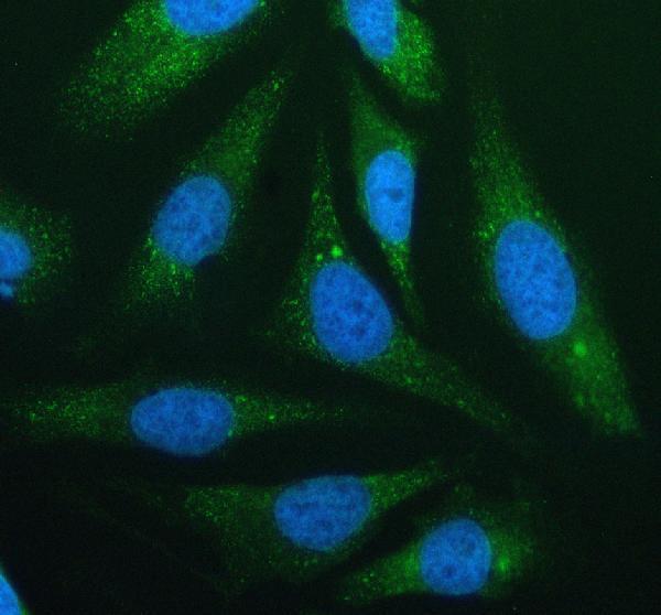 a10553 1 naprt primary antibodies if testing 1