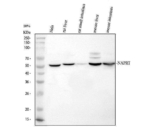a10553 1 naprt primary antibodies wb testing 1_1