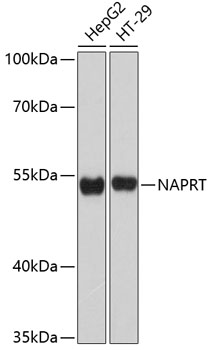 a10553 naprt primary antiboties wb testing 1