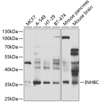 a10556 3 inhbc primary antiboties wb testing 1