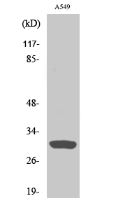 a10556 inhbc primary antibodyes wb testing 1