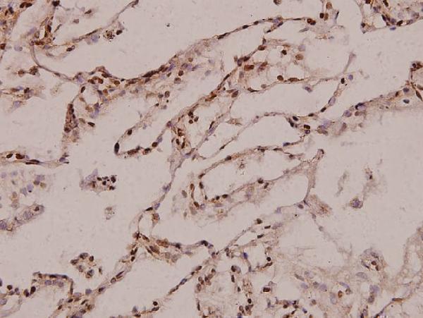 a10561 1 rpl35 primary antiboties ihc testing 2
