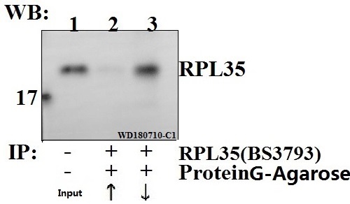 a10561 1 rpl35 primary antiboties ip testing 3