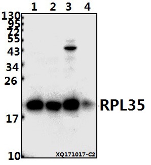 a10561 1 rpl35 primary antiboties wb testing 1