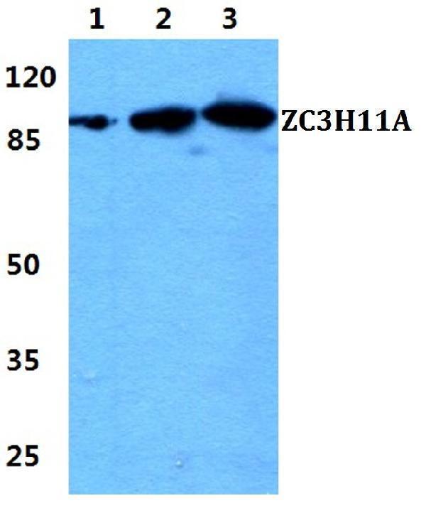 a10568 1 zc3h11a primary antiboties wb testing 1