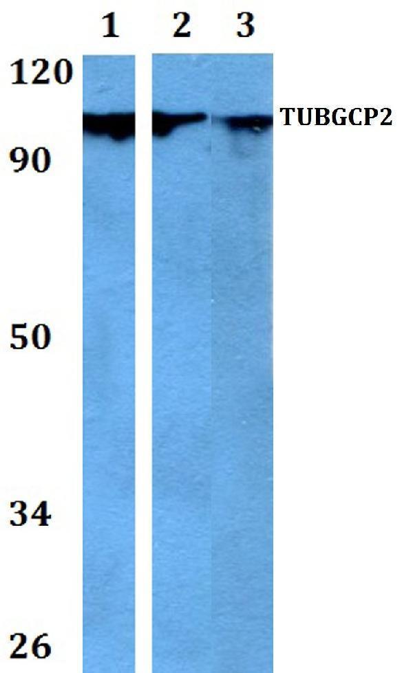 a10573 tubgcp2 primary antiboties wb testing 1