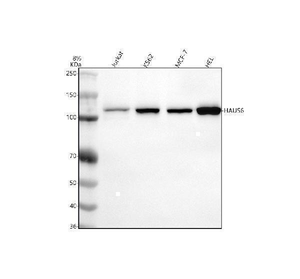  Western blot analysis of FAM29A/HAUS6 using anti-FAM29A/HAUS6 antibody (A10580-1)