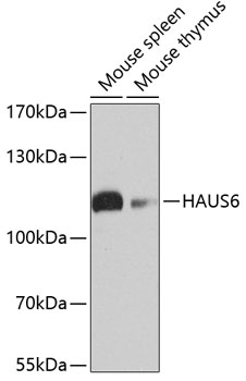 Western blot analysis of extracts of various cell lines, using HAUS6 antibody  at 1:1000 dilution