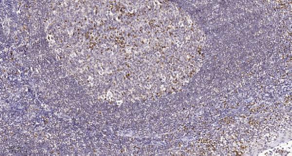 Immunohistochemical analysis of paraffin-embedded human tonsil