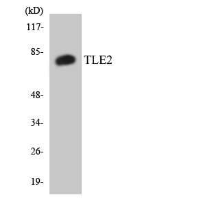 Western blot analysis of the lysates from HT-29 cells using TLE2 antibody