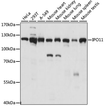 a10587 ipo11 primary antiboties wb testing 1