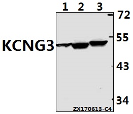 a10593 1 kcng3 primary antiboties wb testing 1