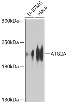 a10594 atg2a primary antiboties wb testing 1